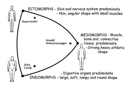 MORPHS_Illustration Human Shapes